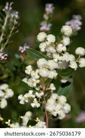 Image result for Fabaceae subfamily Mimosoideae