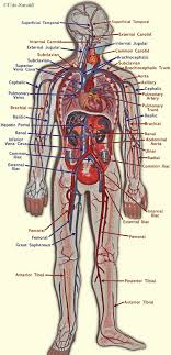 This is an online quiz called major arteries and veins. 32 Label The Major Arteries And Veins Labels For Your Ideas