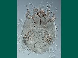 Image result for Sarcoptes scabiei life cycle