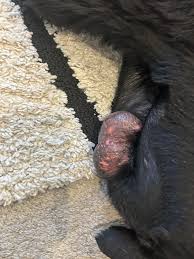Image result for scrotum dog skin peeling