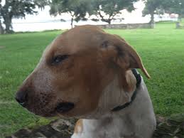 Résultat de recherche d'images pour "copperhead bites"