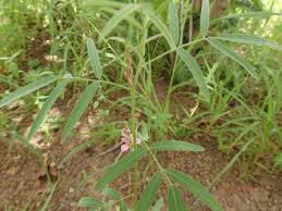 Image result for Tephrosia bracteolata