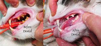Older cats or cats with crowded teeth may develop gingivitis more easily than other cats. Cat Dental Care Why Dental Care Is Important For Your Cat