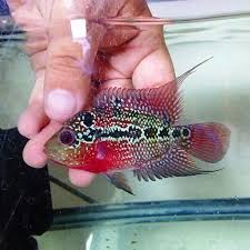 Pilihlah ikan louhan dengan warna sisik yang contras dan yang agresif serta sudah terbiasa dengan manusia, ini dilakukan untuk menghindari dari. 16 Ide Lohan Ikan Ikan Akuarium Akuarium