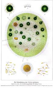 Botanical Microscopic Volvox Botanical Flowers Vintage Botanical Botanical