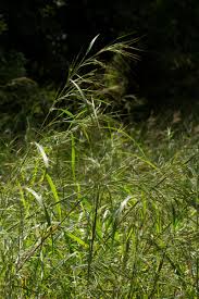 Image result for Heteropogon melanocarpus