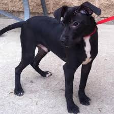 Black And White Jack Russell Terrier Lab Mix Or I Can Get A Lab And Jack Russell Mix Cute Dogs And Puppies Puppy Breeds Pitbull Terrier