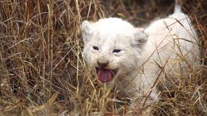 White Lion Wallpapers Hd 1920x1080 Wallpaper Teahub Io This app had been rated by 708 users before you start, you will need to download the apk installer file, you can find download button on top of this page. white lion wallpapers hd 1920x1080