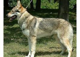 7:52 阿灰拔 106 339 просмотров. æ·å…‹ç‹¼çŠ¬ å…»æ·å…‹ç‹¼çŠ¬çš„ç¦å¿Œ æ³¨æ„äº‹é¡¹ å¤šå°'é'±ä¸€åª å® æœç½'