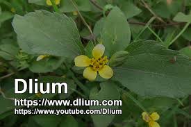 Image result for Synedrella