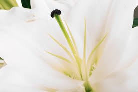 Since 1950 we have been providing a wide range of perennials, annuals, bulbs, shrubs, vines, amaryllis, gardening tools & supplies, and gifts for gardeners. Free Photo White Lily Flower With Pollen