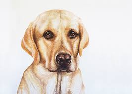 Framed custom pet portrait (2 pets) framed custom pet portrait (2 pets) 60 reviews. Custom Pet Portrait Original Artwork By Etta Illustration