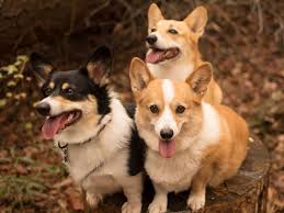 Black White And Brown Corgi Long Day Of Hiking Corgi Dogs Animals