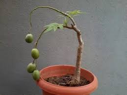 Maybe you would like to learn more about one of these? Are Bonsai Trees And Their Products Safe To Consume Quora