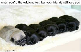 Proving your innocence is the best way to build synergy with your teammates, and these visual tasks are amazing for that. The 50 Best Wholesome Memes They Will Melt Your Heart Yellow Blogtopus