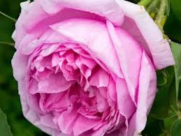 Maybe you would like to learn more about one of these? Wallpaper Mawar Putih White Flower Bouquet Cut Flowers Petal Garden Roses Rose Plant Rose Family Floribunda 2055869 Wallpaperkiss