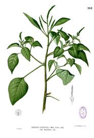 Image result for Amaranthus viridis
