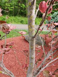 We measure from the top of the soil to the top of the tree; Tri Color Beech Fungus 639782 Ask Extension