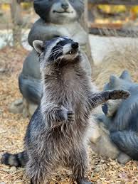 Mischief the Raccoon has...