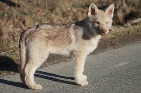Nehme an unsere abenteuern mit unseren hunden teil!. Saarlooswolfhund Kennel Tachunga Tachungas Webseite