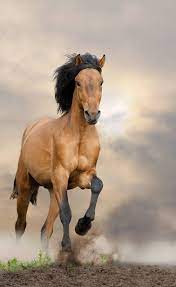 Horses stallions real estate rescues horses. Image Result For Horses Mustang Horse Horses Cute Horses