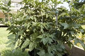 Actually, if you take a quick count in one of your seed catalogs, you. Determinate And Indeterminate Tomato Plants Cromalinsupport