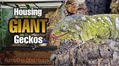 The gecko ranch specializes in the breeding, care, and conservation of geckos. Ultimate Guide To The Largest Geckos In The World Brian Barczyk Youtube