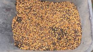 Puii broiler sunt preferati de specialistii din domeniu pentru cresterea rapida si pentru conversia eficienta a hranei. Hrana Pasarilor De Curte Amestec De Cereale Sau Uruiala Mananca Bio