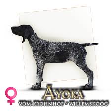 Image result for německý ohař drátosrstý stavba těla