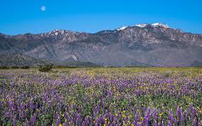 Check spelling or type a new query. Wildflowers In The Valley Discover Palm Desert
