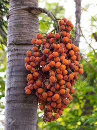 Red Ripe Arecanut Palm Betel Nut Palm Betel Nut Seed Pods Palm