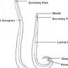 Lungworm and liver fluke to threaten livestock this autumn. 1