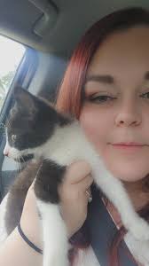 Beautiful kittens and cats