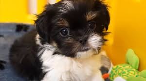 5) i heart dogs rescue and animal haven michigan last year, i heart dogs rescue and animal haven was able to safely place 628 animals. 10 Things You Didn T Know About The Miki Dog