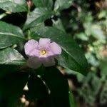 Image result for Mostuea brunonis