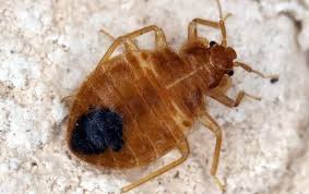 Any space the thickness of a credit card is a potential home for bed bugs. What Smells Do Bed Bugs In Raleigh Hate