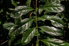 Image result for Canthium inerme