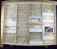 Image result for Limnophila bangweolensis