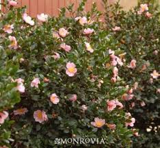 Pin On Garden Ideas