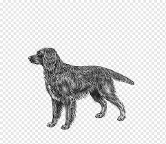 Uploaded at april 26, 2016. Flat Coated Retriever Field Spaniel German Spaniel Dog Breed Nova Scotia Duck Tolling Retriever Carnivoran Dog Like Mammal Dog Breed Png Pngwing