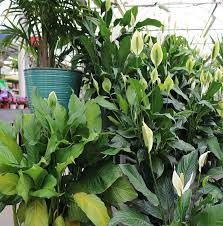 What they do need is ample water, or else the foliage will wilt. Lovely Low Light Houseplants Stauffers