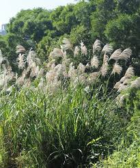 Image result for Miscanthus sinensis