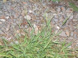 Image result for Digitaria compressa