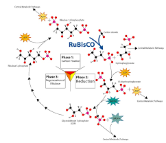 The carbon dioxide is converted to a molecule called malate which is stored until the daylight returns and photosynthesis begins via the calvin cycle. C3 C4 And Cam Plants Comparison Chart Biology Dictionary