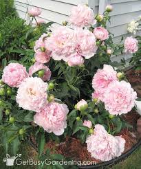 Maybe you would like to learn more about one of these? Peony Supports Tips For How To Keep Peonies From Falling Over