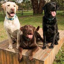 Labrador retriever litter of puppies for sale in coeur d alene, id, usa gorgeous akc labrador puppies. Adopt A Labrador Labrador Rescue Australia
