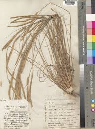 Image result for Ctenium longiglume