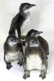 Birds That Look Like Penguins But Aren T Four Birds Join Aaq African Penguin Team African Penguin Penguins Baby Penguins