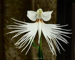 Image result for Habenaria filicornis