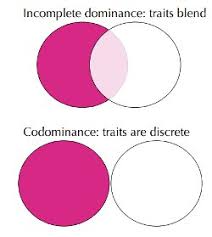 To understand the meaning of codominance, we will have to learn what dominance is. Understanding Genetics